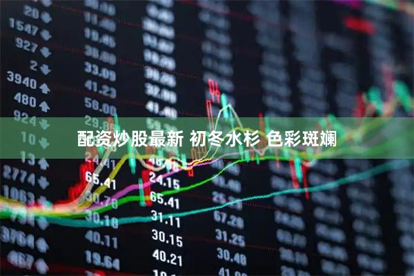 配资炒股最新 初冬水杉 色彩斑斓